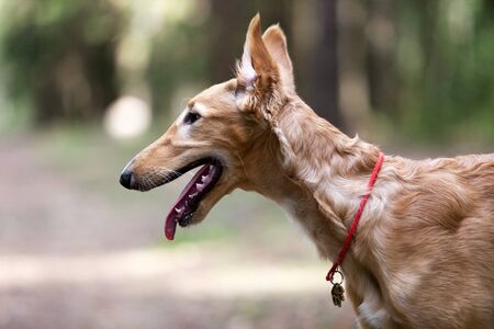 Red puppy of borzoi walks outdoor at summer day, russian sighthound, 5 monthsの写真素材