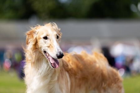 Red borzoi outdoor on dog show at summerの写真素材