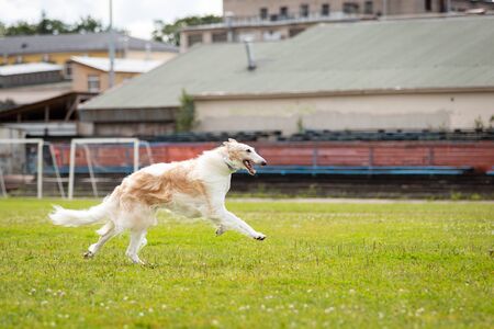 Cream borzoi outdoor on dog show at summerの写真素材