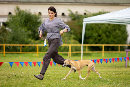 Saint-Petersburg, Russia - 07.12.2019: Whippet dog outdoor on dog show at summer, sighthound...