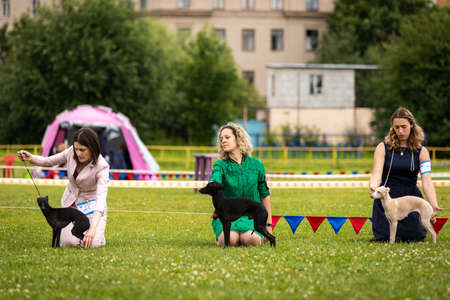 Saint-Petersburg, Russia - 07.12.2019: Italian sighthounds outdoor on dog show at summer, sighthound championshipのeditorial素材