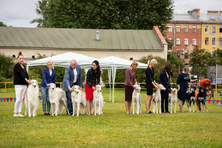 Saint-Petersburg, Russia - 07.12.2019: Cream and white borzoi and saluki dogs outdoor on dog show at summer, russian sighthound, sighthound championshipのeditorial素材