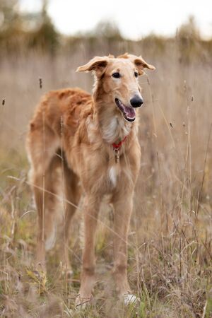 Red puppy of borzoi walks outdoor at summer day, russian sighthound, six monthsの写真素材