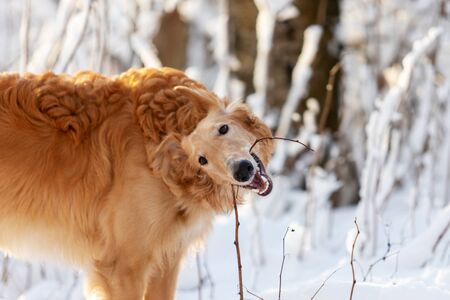 Red puppy of borzoi walks outdoor at winter day, russian sighthound, eight monthsの写真素材