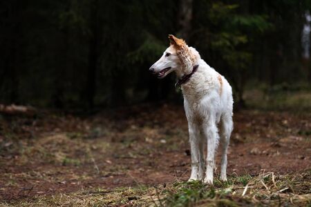 White puppy of borzoi walks outdoor at autumn day, russian sighthound, eight monthsの写真素材