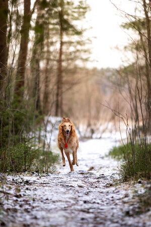 Red puppy of borzoi walks outdoor at winter day, russian sighthound, nine months oldの写真素材