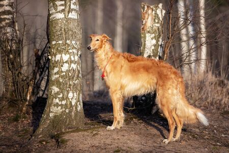 Red puppy of borzoi walks outdoor at summer day, russian sighthound, one year oldの写真素材