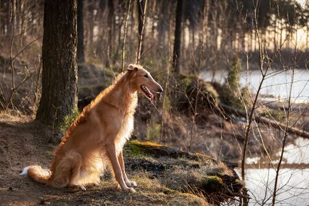 Red puppy of borzoi walks outdoor at summer day, russian sighthound, one year oldの写真素材