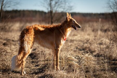 Red puppy of borzoi walks outdoor at spring day, russian sighthound, eleven months oldの写真素材
