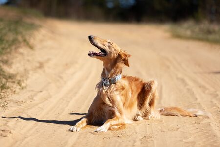 Red puppy of borzoi have a rest outdoor at summer day, russian sighthound, one year oldの写真素材