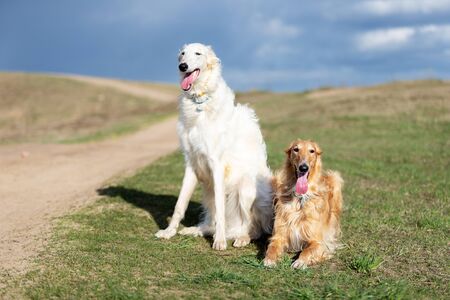 Red and white puppy of borzoi walks outdoor at summer day, russian sighthound, one year old