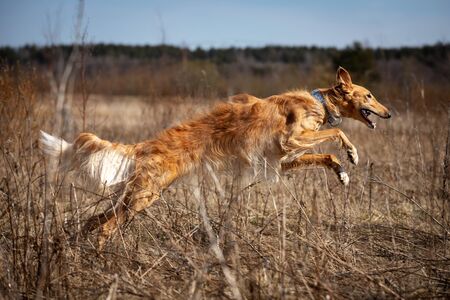 Red puppy of borzoi walks outdoor at summer day, russian sighthound, one year oldの写真素材