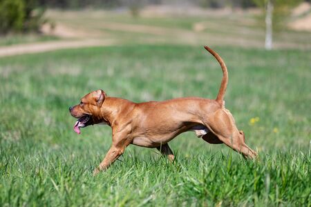 Red american pitbullterrier walks outdoor at summer day, pitbullの写真素材