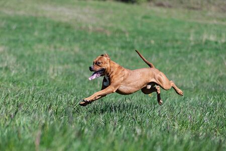 Red american pitbullterrier walks outdoor at summer day, pitbullの写真素材