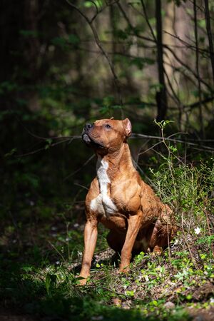 Red american pitbullterrier walks outdoor at summer day, pitbullの写真素材