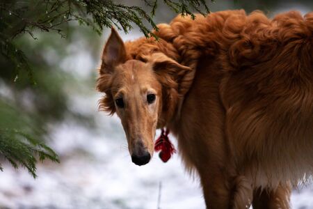 Red puppy of borzoi walks outdoor at winter day, russian sighthound, nine months oldの写真素材