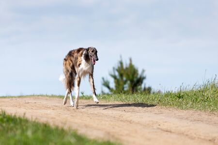 Brindle dog borzoi walks outdoor at summer day, russian sighthound, one year oldの写真素材
