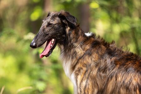 Brindle dog borzoi walks outdoor at summer day, russian sighthound, one year oldの写真素材
