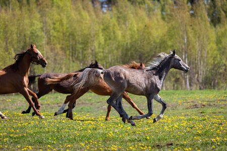 Herd of horses galloping on the pasture at summerの写真素材