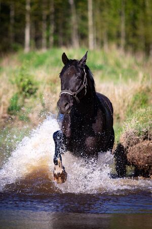 Beautiful horse bathes in pond at summer, orlov trotterの写真素材