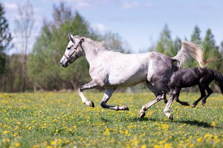 One white horse galloping on the pasture at summer