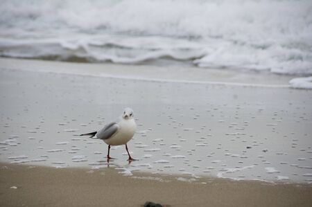 Seagull on sand seashore.の写真素材