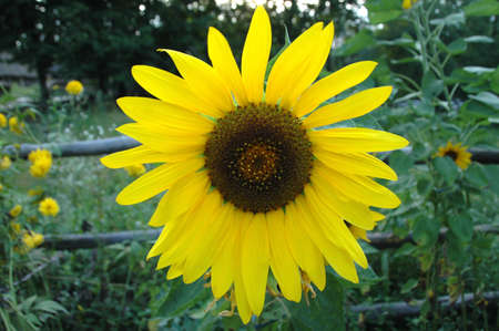 Sunflower in the garden.