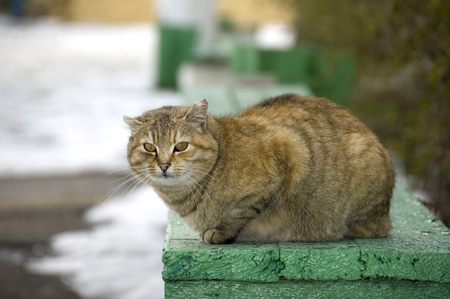 Cat on bench.の写真素材