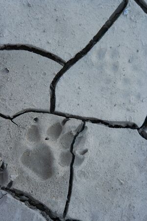 Footprint of wild animal on dried and cracked soil.の写真素材