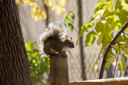 Squirrel on the fence in autumn garden.の写真素材