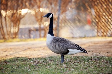 Canada Goose