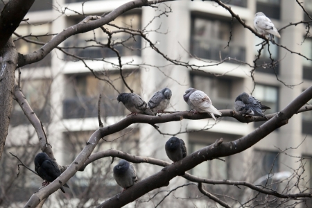 Doves on branches of tree in winter New-York city の写真素材
