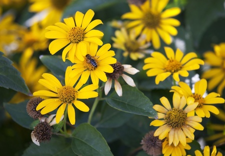Lots of susan flowers with a bee on one of them 