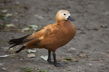 Beautiful duck with red feathers and black tail の写真素材
