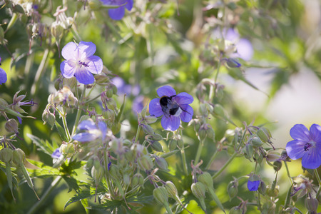 Background of meadow blue flowers の写真素材