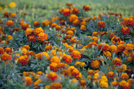 Background of flowering African Marigolds の写真素材