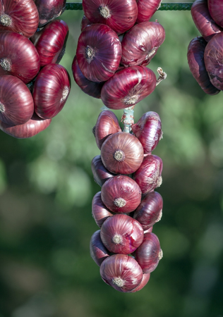 Hanging bunches of onion の写真素材
