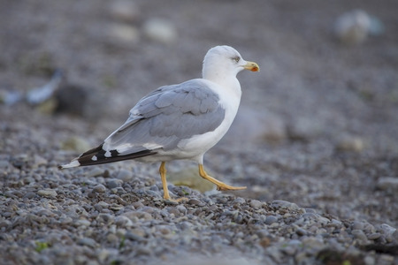 Herring seagull walking on the beach of Black sea の写真素材