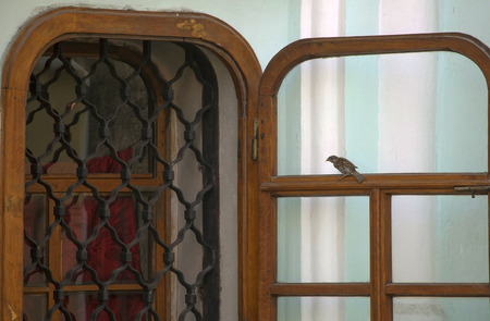 Part of the window on the wall of cathedral with sparrow on the frame  の写真素材