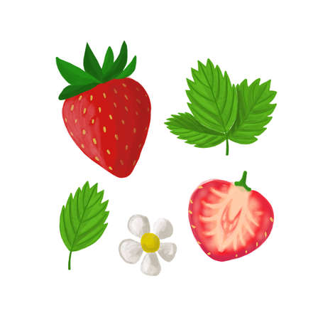 set of red strawberries, half strawberries, white flower, green leavesの写真素材