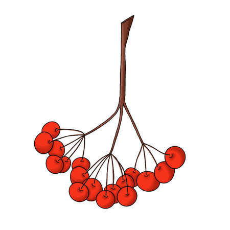 red rowan berry branchの写真素材