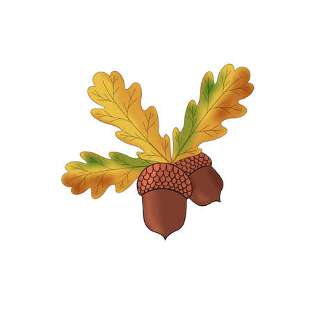 autumn oak leaves and brown acornsの写真素材