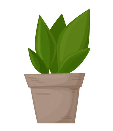 Plant in the pot. Ornamental home plant isolated on white background. Great plant for your design. Vector illustration.のイラスト素材