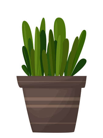 Plant in the pot. Ornamental home plant isolated on white background. Great plant for your design. Vector illustration.のイラスト素材