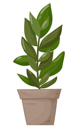 Ficus in a pot. Decorative home plant on a white background. great plant for your design. Vector illustration. Vector illustrationのイラスト素材