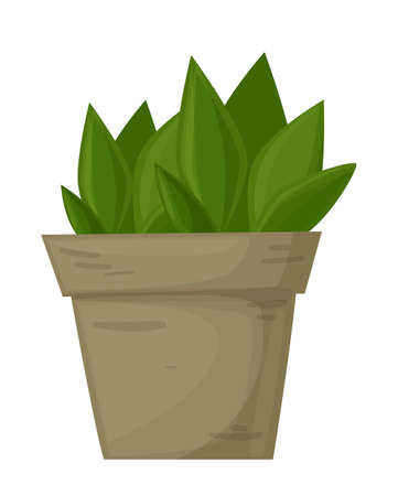 Plant in the pot. Ornamental home plant isolated on white background. Great plant for your design. Vector illustration.のイラスト素材