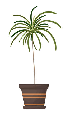 Palm tree in a pot. Ornamental home plant isolated on white background. Great plant for your design. Vector illustration. Vector illustrationのイラスト素材