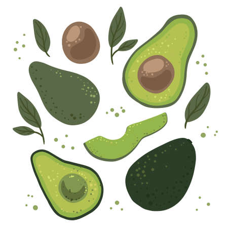 Bright juicy avocados of different sizes with leaves, seeds and slices. Vector illustration isolated on a white background. Vector illustrationのイラスト素材