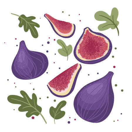 Bright juicy figs of different sizes with leaves, pulp and slices. Vector illustration isolated on a white background. Vector illustrationのイラスト素材