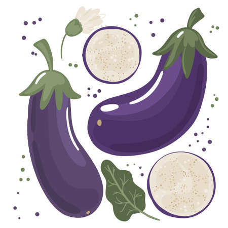 Bright juicy eggplants of different sizes with leaves, flowers and slices. Vector illustration isolated on a white background. Vector illustrationのイラスト素材